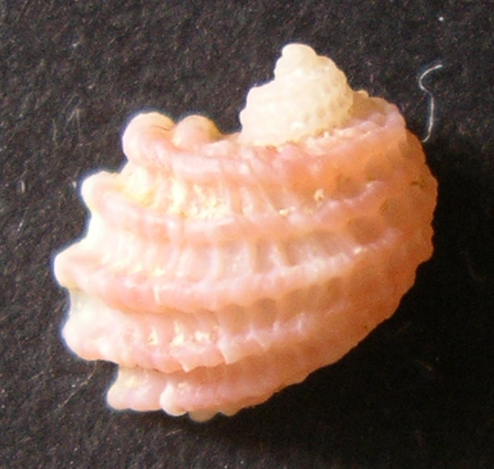 Clathrella clathrata